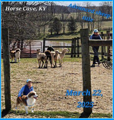 Herding trial